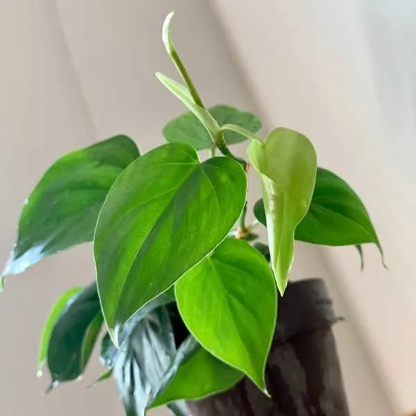 Philodendron