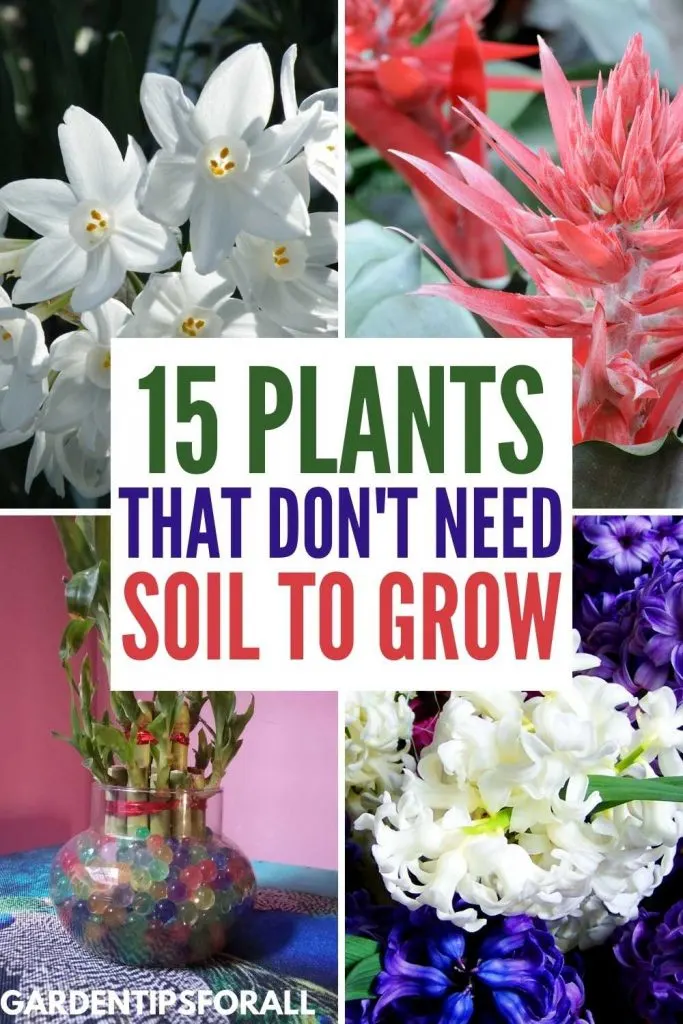Plants that don't need soil to grow