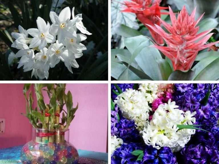 15 Plants that Grow Without Soil (And They are LowMaintenance)