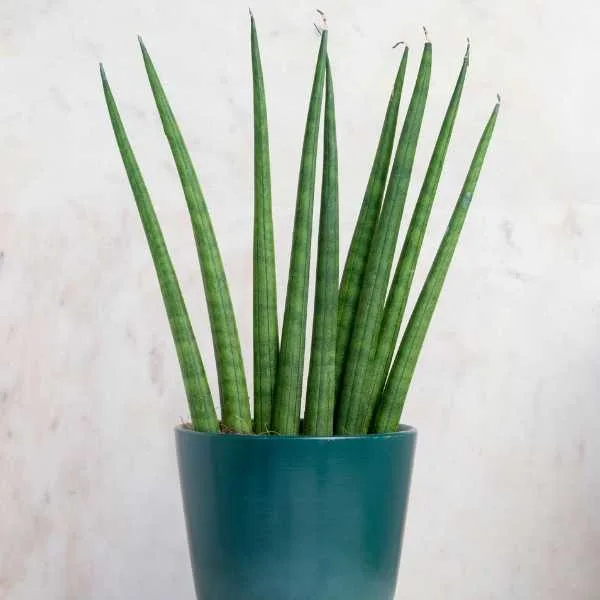 Sansevieria Bacularis