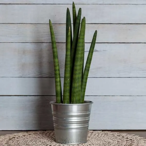 Sansevieria Cylindrica