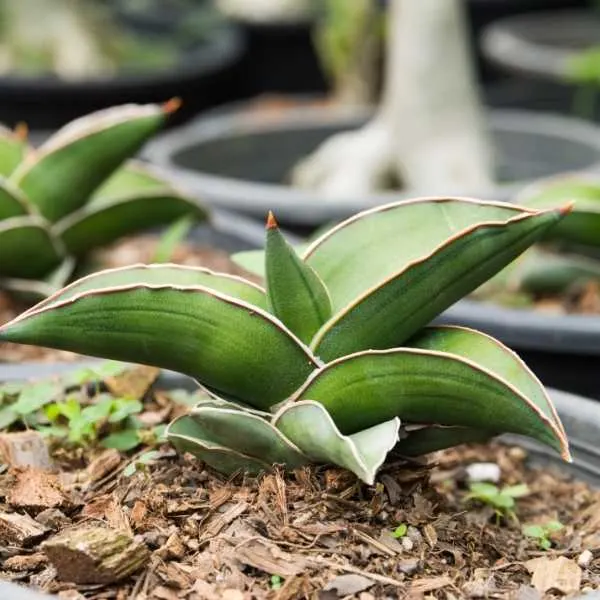 Sansevieria Ehrenbergii