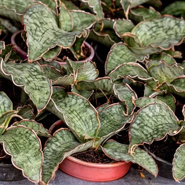 Sansevieria Kirkii