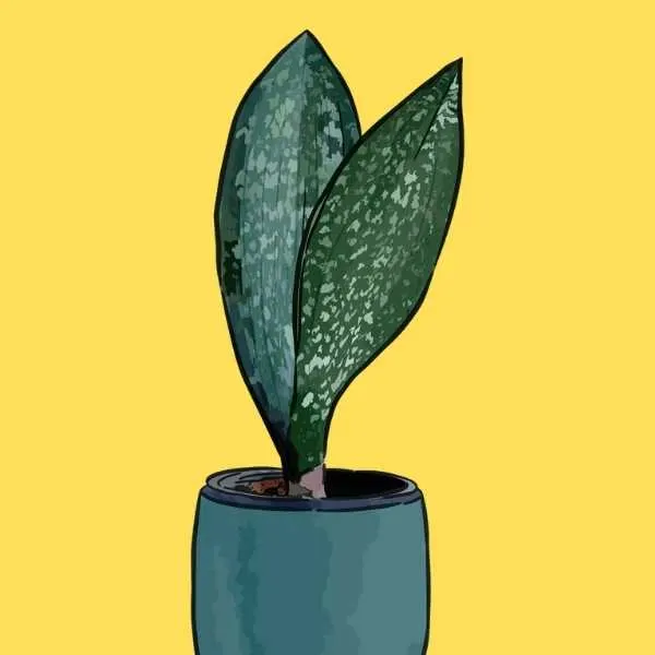 Sansevieria Masoniana