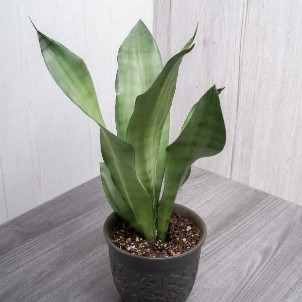 Sansevieria Moonshine