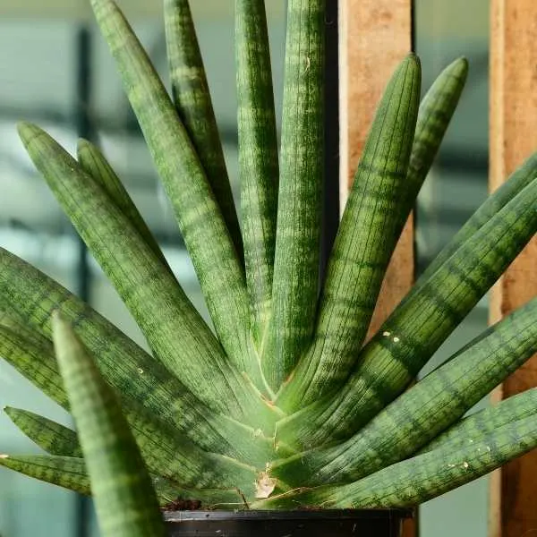 Sansevieria Stuckyi