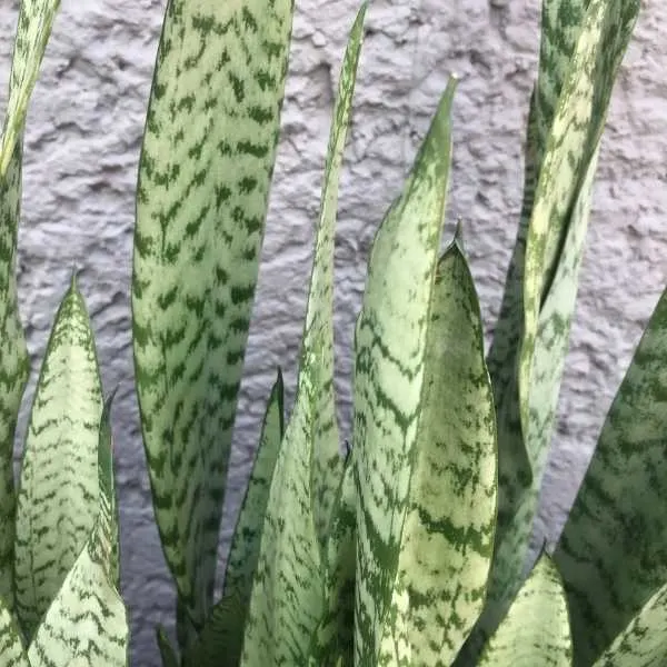 Sansevieria Zeylanica