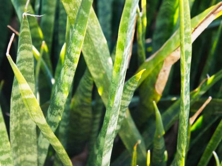 Snake Plant Leaves Splitting 6 Common Reasons + Fixes