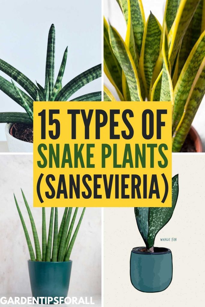 Snake plant types