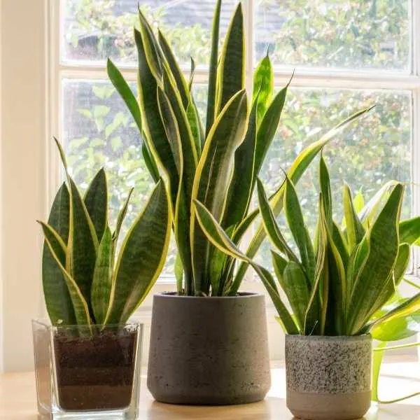 Snake plants growing indoors