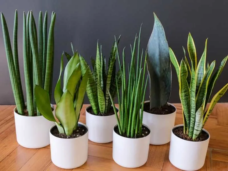 Types of snake plants (Sansevieria varieties)