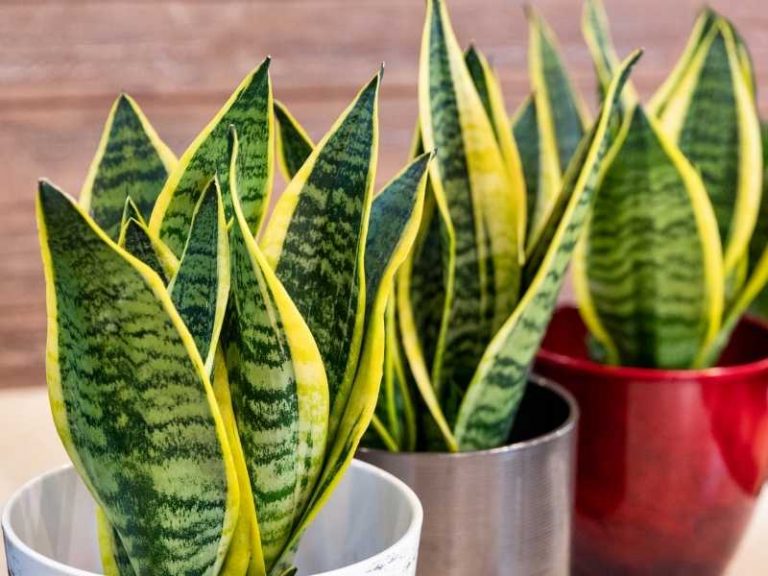 Why is My Snake Plant Dying?