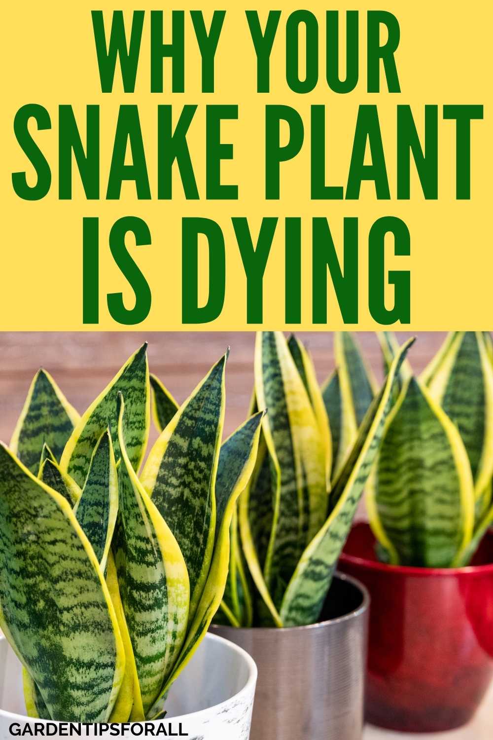 Why is My Snake Plant Dying? Reasons and What to Do About It