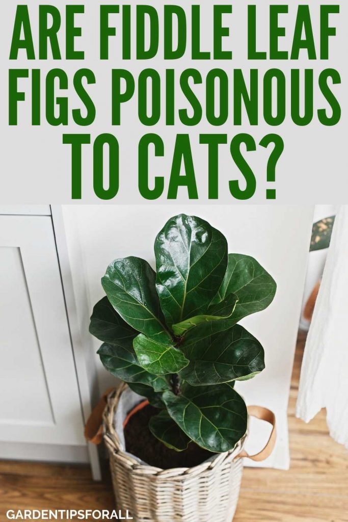 Fiddle leaf fig plant in a basket with text that says, "Are fiddle leaf figs poisonous to cats?"