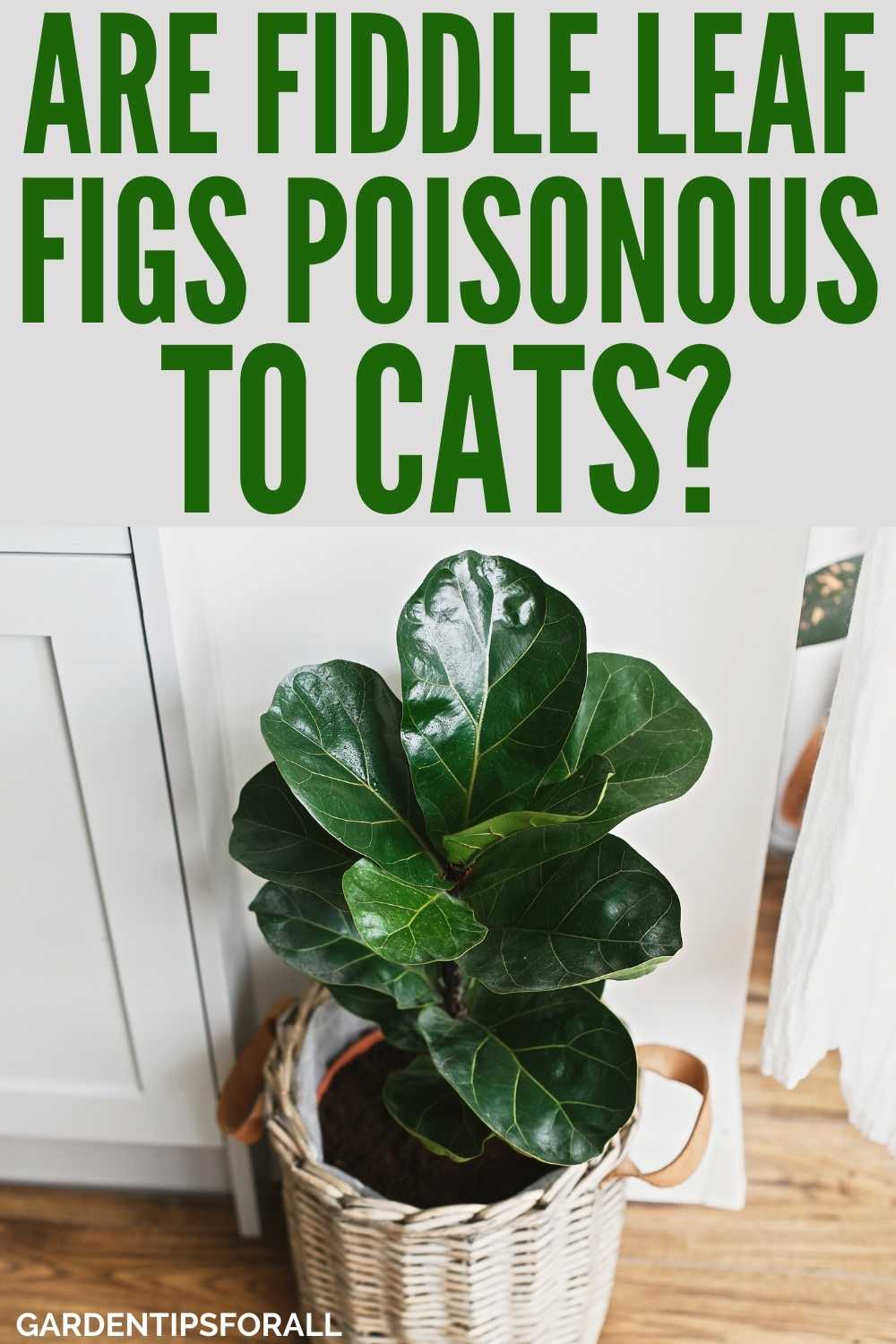 Are Fiddle Leaf Figs Toxic to Cats?