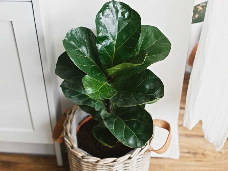 Are Fiddle Leaf Figs Toxic to Cats?