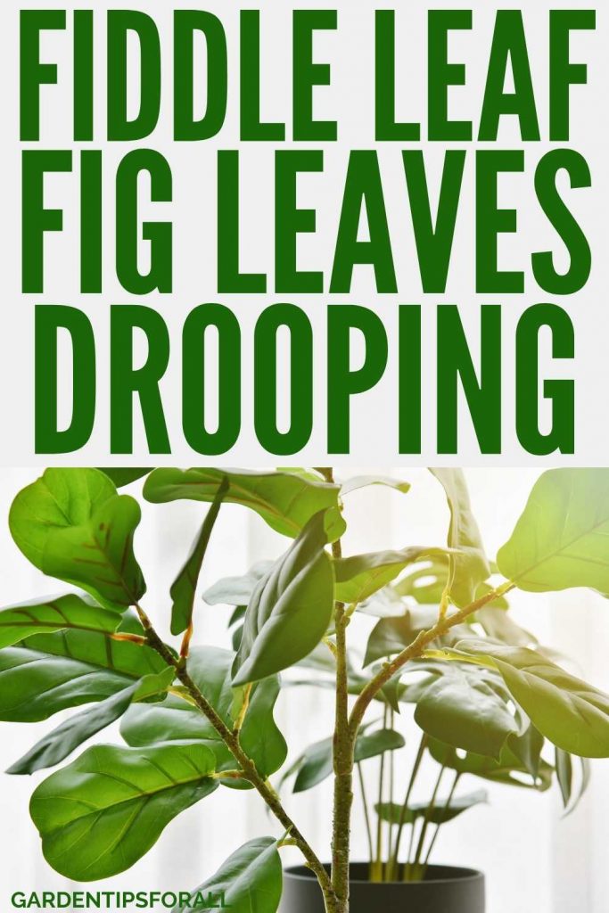 Fiddle leaf fig drooping leaves