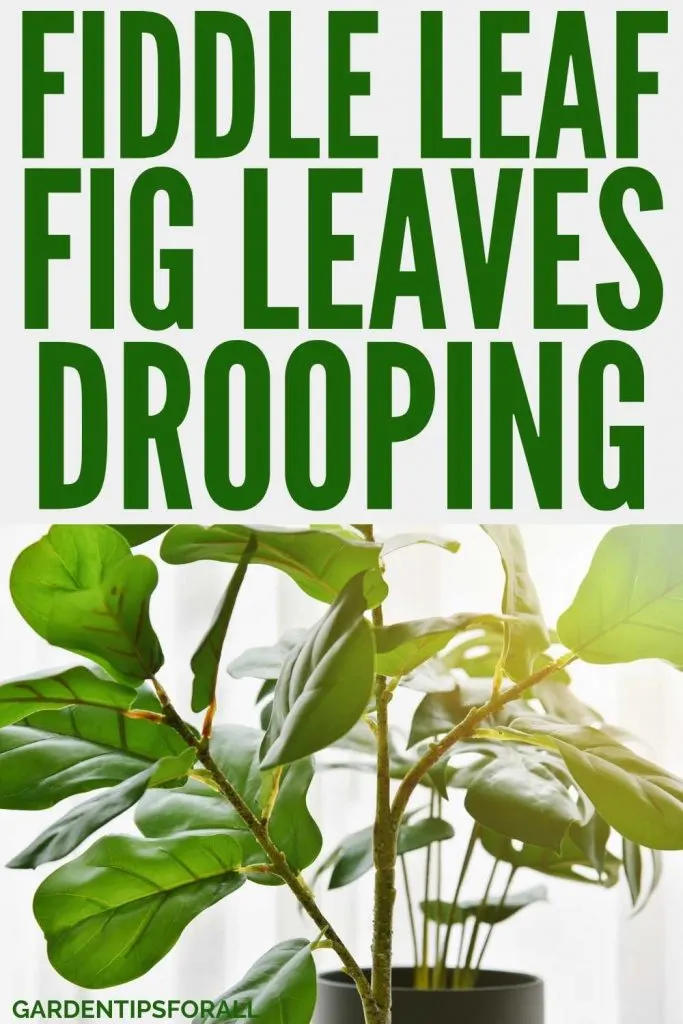 Fiddle leaf fig drooping leaves