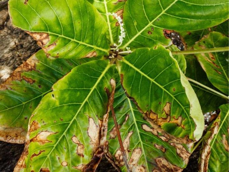 Fiddle Leaf Fig Leaves Turning Brown 5 Reasons + Solutions