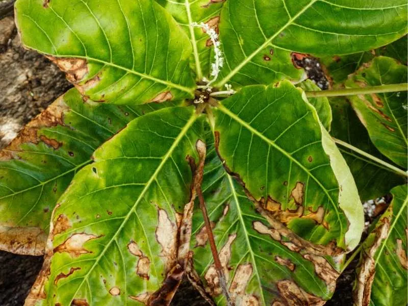 Fiddle leaf fig leaves turning brown