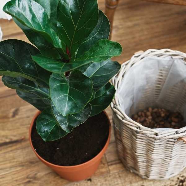 Repotted fiddle leaf fig