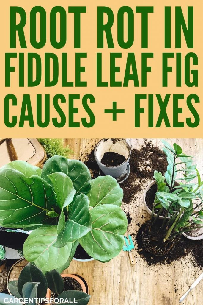 Root rot in fiddle leaf fig plants