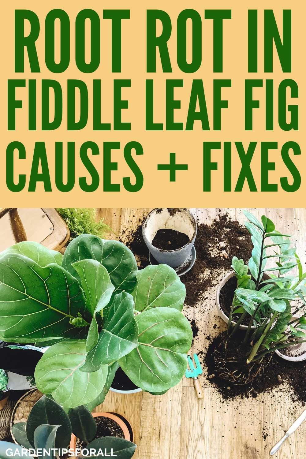 Fiddle Leaf Fig Root Rot Causes, Signs and Solutions