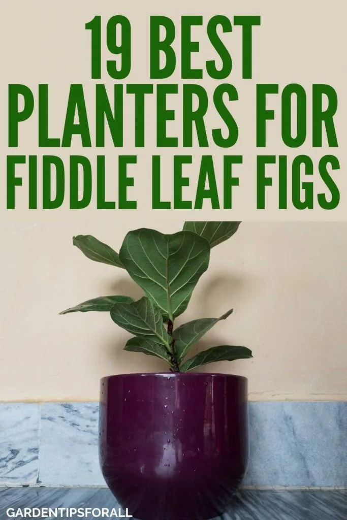 A fiddle leaf fig in a pot with text that says, "Best planters for fiddle leaf figs".