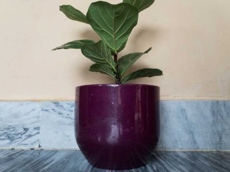 10 Best Pots for Fiddle Leaf Figs