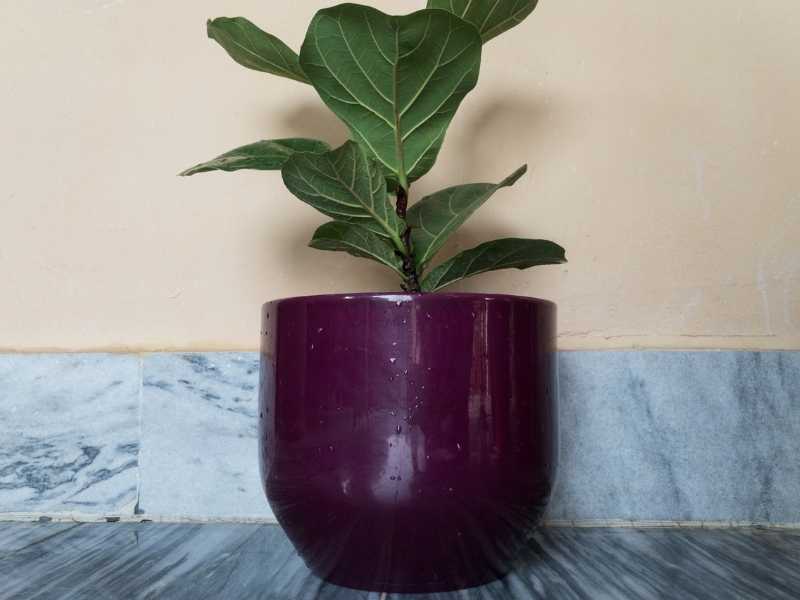 Best pots for fiddle leaf figs