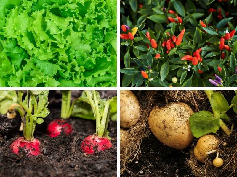 Best vegetables to grow indoors under lights
