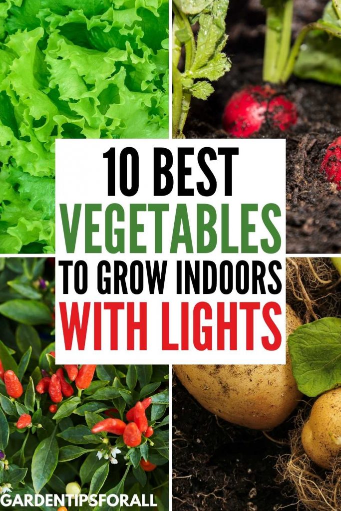 Best vegetables to grow indoors with lights
