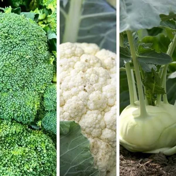 Broccoli, Cauliflower, Kohlrabi