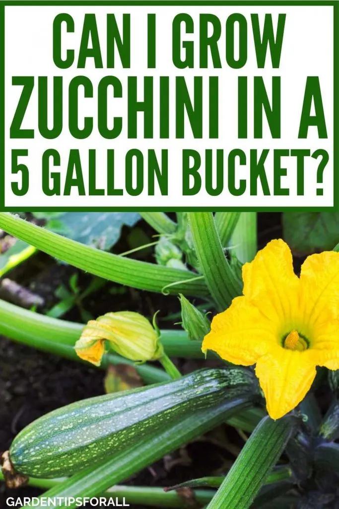 Zucchini plant with text that says, "Can I grow zucchini in a 5 gallon bucket".