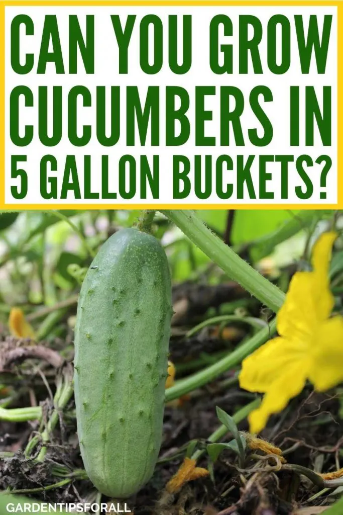 Cucumber with text that says, "Can you grow cucumbers in 5 gallon buckets".