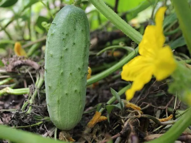 Can you grow cucumbers in a 5 gallon bucket