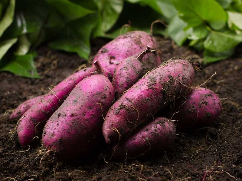 Can you grow sweet potatoes in a 5 gallon bucket.