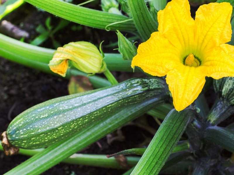 Can you grow zucchini in a 5 gallon bucket