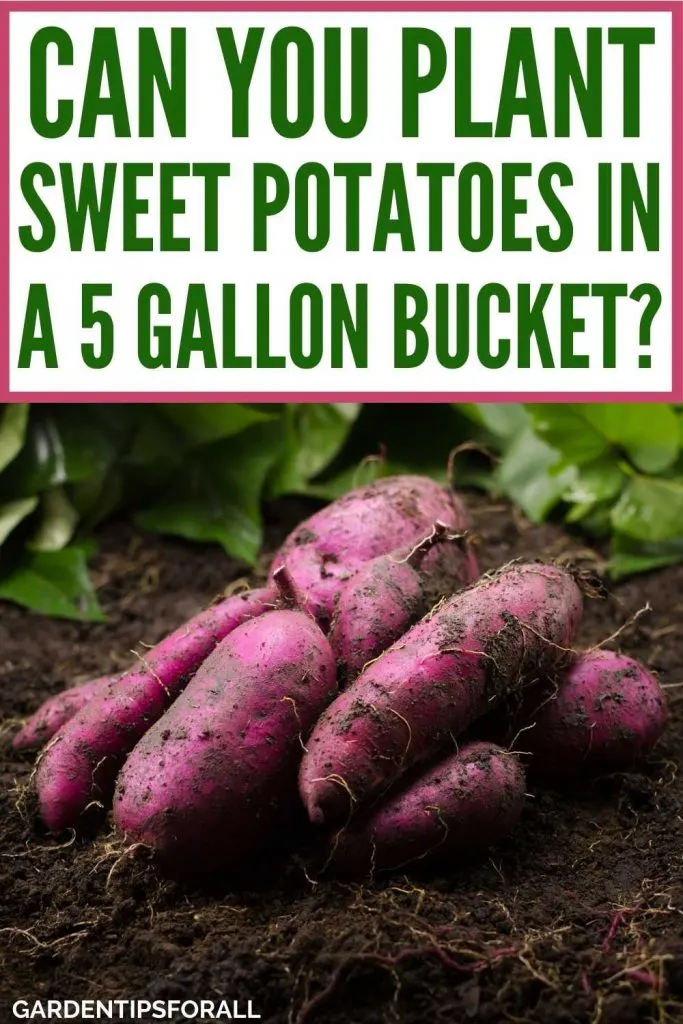 Sweet potatoes with text that says, "Can you plant sweet potatoes in a 5 gallon bucket?".