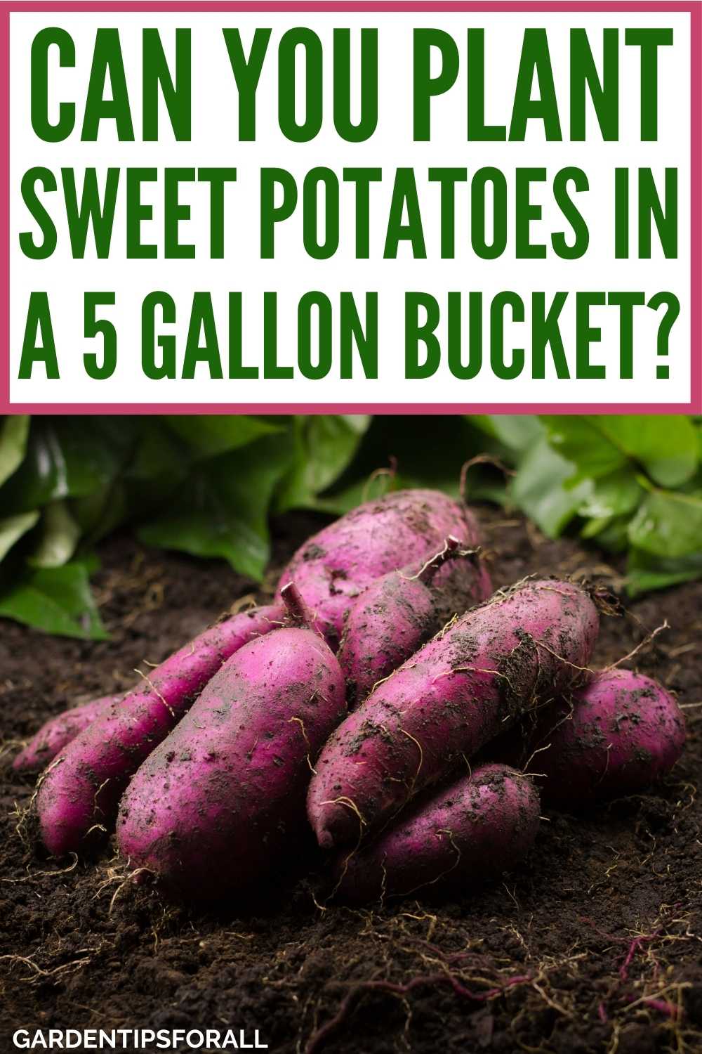 Can You Grow Sweet Potatoes in a 5 Gallon Bucket?
