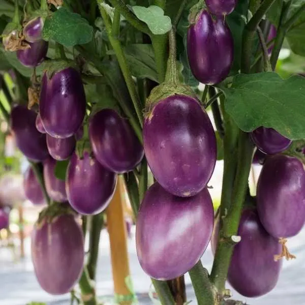 Eggplants