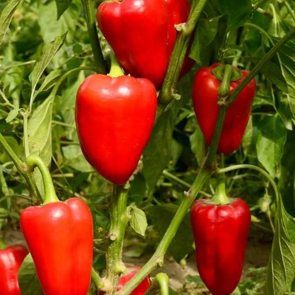 Peppers