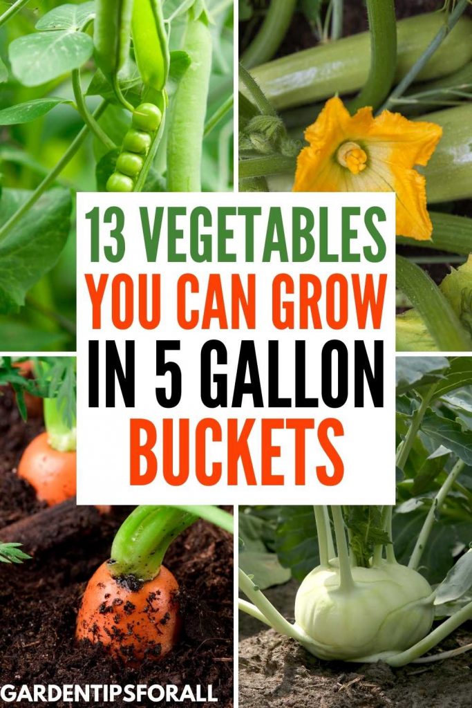 Vegetables you can grow in 5 gallon buckets