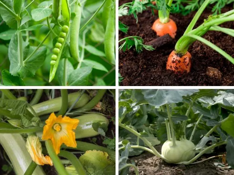 What vegetables can you grow in a 5 gallon bucket