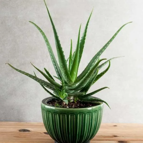 Aloe vera plant in a pot