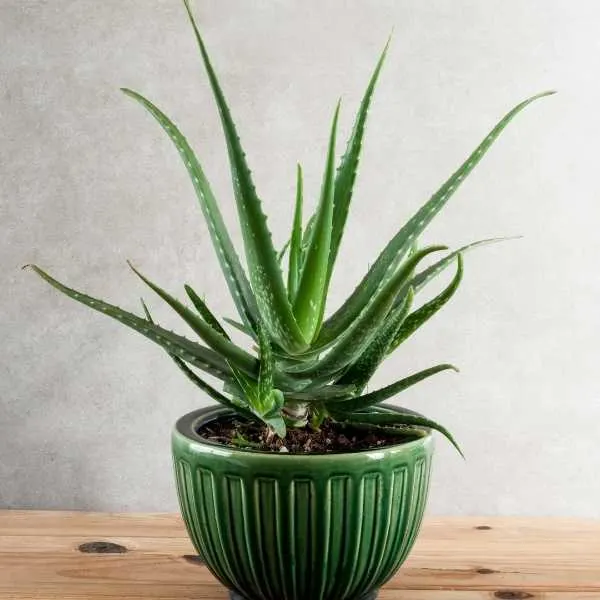 Aloe vera