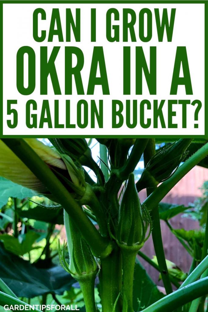 Okra plant with text that says, "Can I grow okra in a 5 gallon bucket". 