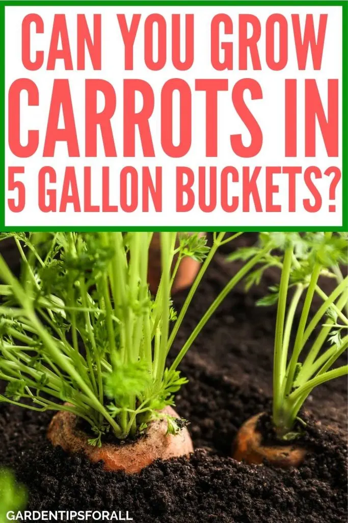 Carrots growing in a container with text that says, "Can you grow carrots in 5 gallon buckets".