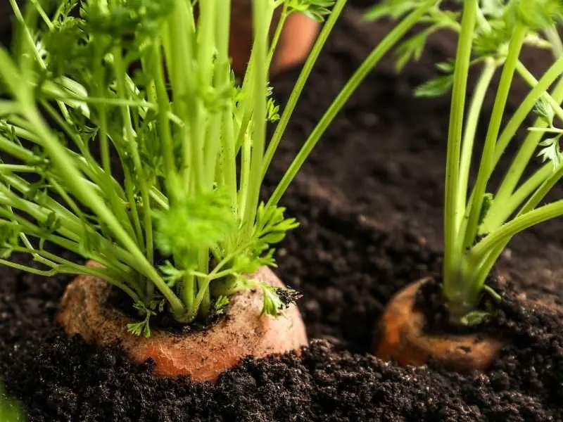 Can you grow carrots in a 5 gallon bucket