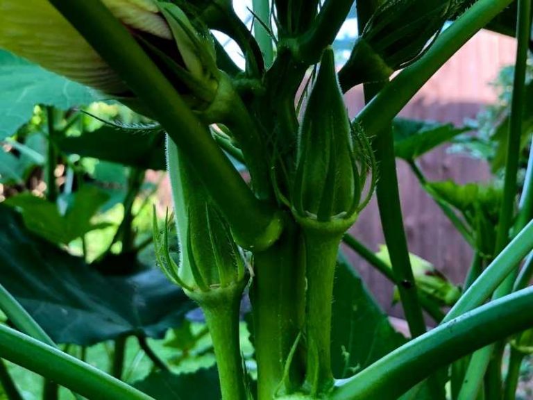 Can You Grow Okra in a 5 Gallon Bucket?